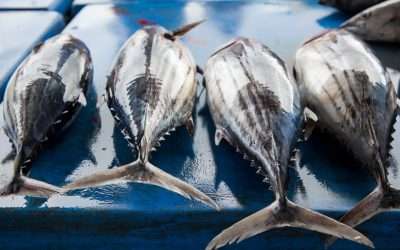 Bettering Seafood Sustainability and the Carlsbad Community